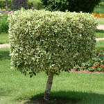 Ficus microcarpa, Israel, green wildflowers