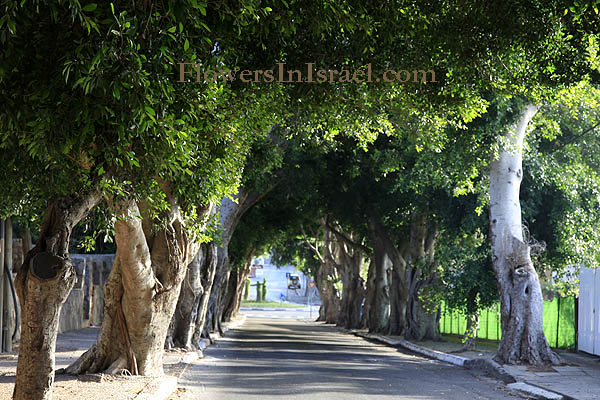 Ficus microcarpa, Ficus nitida, Ficus retusa, Chinese Banyan Tree, Malayan Banyan Tree, Indian Laurel or Curtain fig, Laurel rubber, פיקוס השדרות 