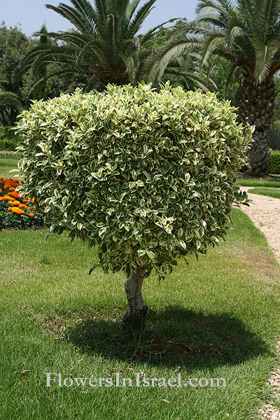 Ficus microcarpa, Ficus nitida, Ficus retusa, Chinese or Malayan banyan, Indian Laurel or Curtain fig, Laurel rubber, פיקוס השדרות 