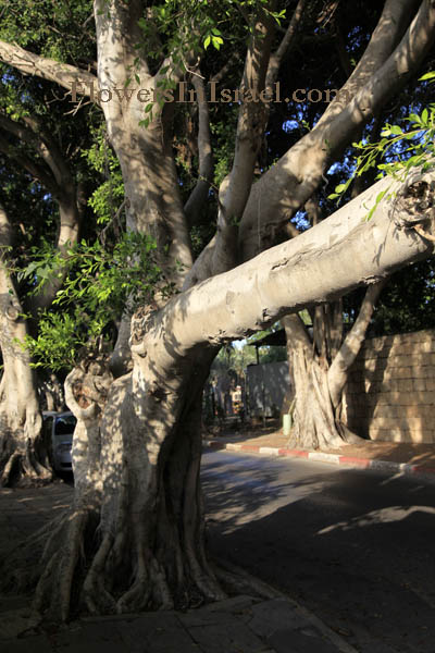 Ficus microcarpa, Ficus nitida, Ficus retusa, Chinese or Malayan banyan, Indian Laurel or Curtain fig, Laurel rubber, פיקוס השדרות 