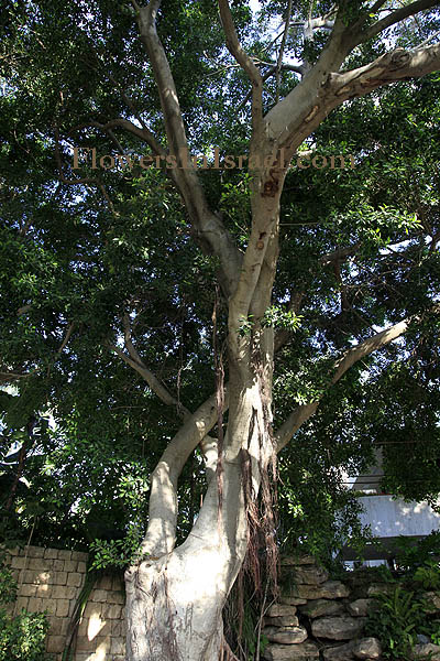 Ficus microcarpa, Ficus nitida, Ficus retusa, Chinese or Malayan banyan, Indian Laurel or Curtain fig, Laurel rubber, פיקוס השדרות 