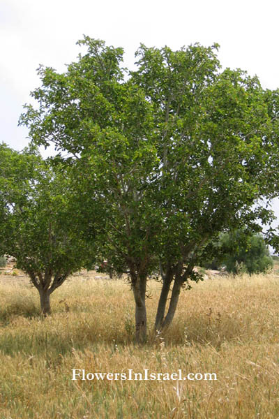 væbner skrive et brev eksegese Plants of the Bible: Sycamore fig