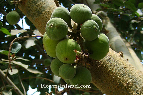 Ficus sycomorus, Sycamore fig, fig-mulberry, Shikma,جمّيز,שקמה