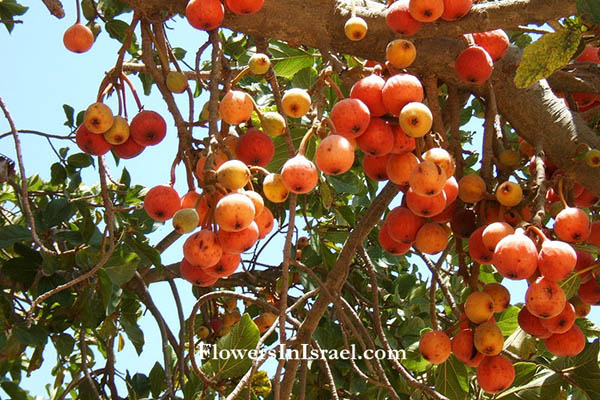 Ficus sycomorus, Sycamore fig, fig-mulberry, Shikma, שקמה ,جمّيز