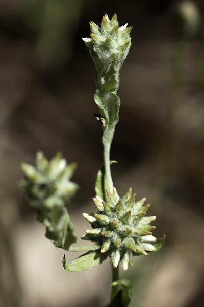 Filago eriocephala, Filago germanica, Filago vulgaris, Woollyhead Cudweed, פילגון צמיר ,  قُطَّيْنَة صوفِيَّة الرُّؤوس