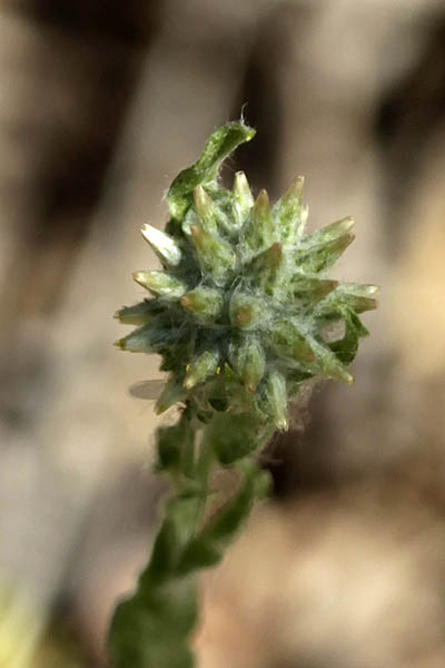 Filago eriocephala, Filago germanica, Filago vulgaris,Woollyhead Cudweed,  פילגון צמיר ,  قُطَّيْنَة صوفِيَّة الرُّؤوس