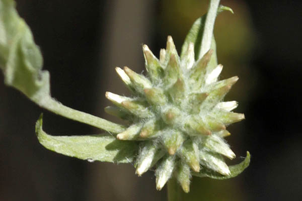 Filago eriocephala, Filago germanica, Filago vulgaris, Woollyhead Cudweed, פילגון צמיר , قُطَّيْنَة صوفِيَّة الرُّؤوس