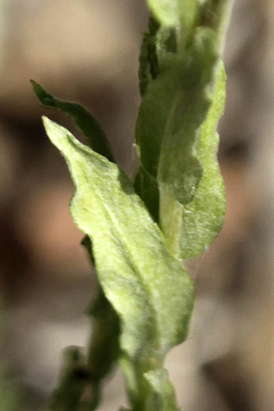 Filago eriocephala, Filago germanica, Filago vulgaris, Woollyhead Cudweed, פילגון צמיר ,  قُطَّيْنَة صوفِيَّة الرُّؤوس