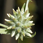 Filago eriocephala, Israel, green wildflowers