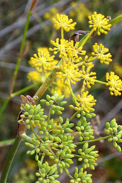 Israel Wild Flowers - פרחים בישראל