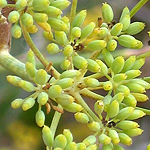 Foeniculum vulgare, Israel, Yellow colored flowers