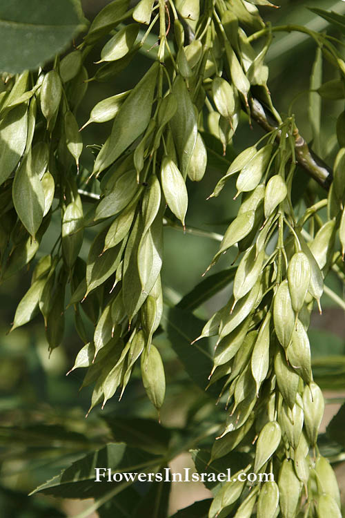 Fraxinus syriaca, Syrian Ash-tree,<br> ددردار, Dardar, מילה סורית 