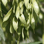 Fraxinus syriaca, Israel, green wildflowers