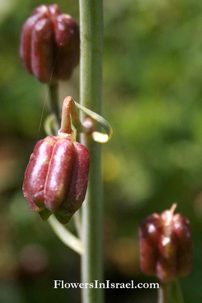 Israel Flowers Blooming Pictures