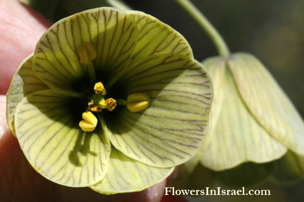 Fritillaria persica, Fritillaria arabica, Fritillaria libanotica, Persian Fritillaria, Adıyaman (Turkish), ביעונית הלבנון, زنبق لبناني , عش الحجل 