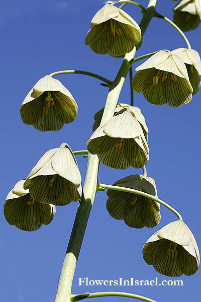 Fritillaria persica, Fritillaria arabica, Fritillaria libanotica, Persian Fritillaria, Adıyaman (Turkish), ביעונית הלבנון 