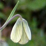 Fritillaria persica, Israel Wildflowers, cream flowers