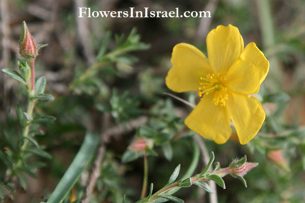 Fumana arabica, Arabian cistus, ورد الشمس,לוטמית ערבית