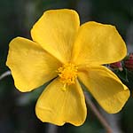 Fumana arabica, Israel, Yellow colored flowers