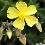 Fumana thymifolia, Fleurs sauvages, Wildblumen, Fiori, флоры, Flores Silvestres, زهور