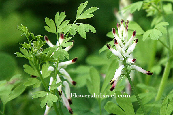 Israel wild flowers