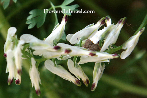 Fumaria capreolata, Ramping Fumitory, עשנן מטפס