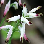 Fumaria capreolata, Israel, Purple Flowers