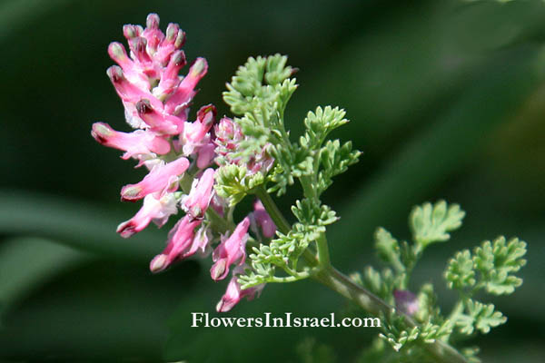 Fumaria densiflora, Fumaria bracteosa, Dense-flowered fumitory, עשנן צפוף, Fumariaceae, עשנניים