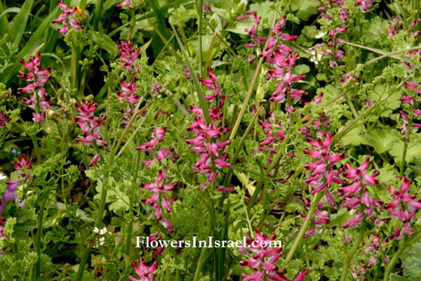 Fumaria densiflora, Fumaria bracteosa, Dense-flowered fumitory, עשנן צפוף, Fumariaceae, עשנניים