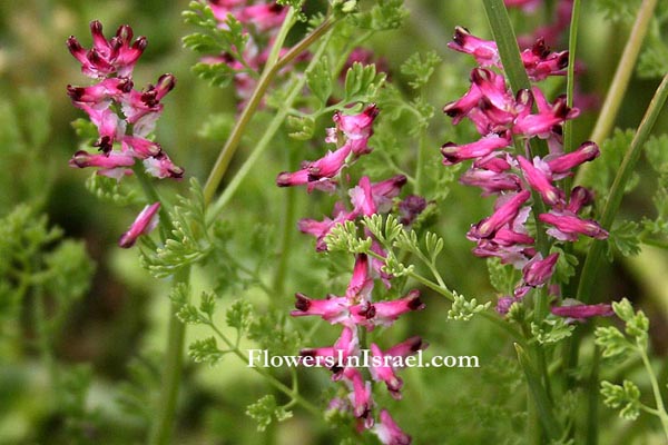 Fumaria densiflora, Fumaria bracteosa, Dense-flowered fumitory, עשנן צפוף,شاهترج,  Fumariaceae, עשנניים