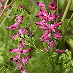 Fumaria densiflora, Fleurs sauvages, Wildblumen, Fiori, флоры, Flores Silvestres, زهور