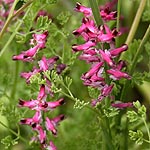 Fumaria densiflora, Israel, Purple Flowers