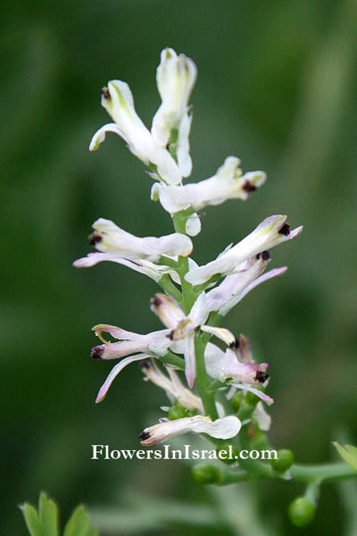 Fumaria judaica, Judean fumitory, עשנן יהודה,Fumariaceae, עשנניים