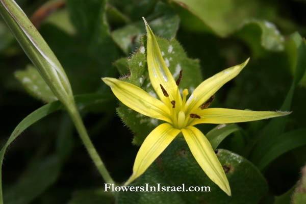 Flora, Israel, Wildflowers