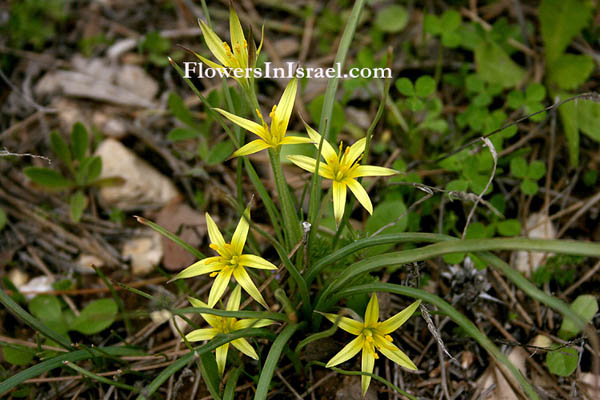 Gagea commutata, Star-of-Bethlehem, זהבית השלוחות