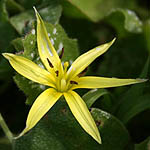 Gagea commutata, Israel, Yellow colored flowers