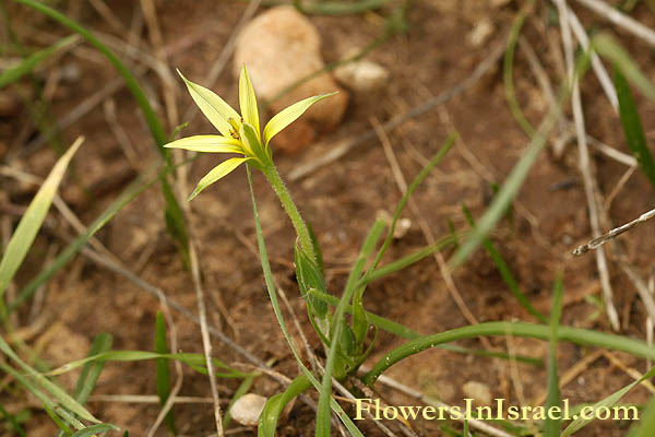 Gagea dayana, Stolonous Gold-crocus, זהבית שרונית