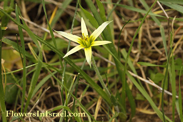 Vilda blommor i Israel