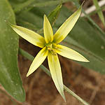 Gagea dayana, Israel, Yellow colored flowers