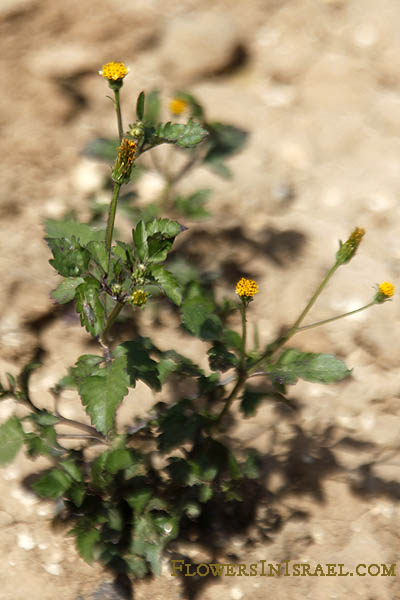 Galinsoga parviflora, Potato weed, Gallant-soldiers, Small flowered galinsoga, גלינסוגה קטנת-פרחים