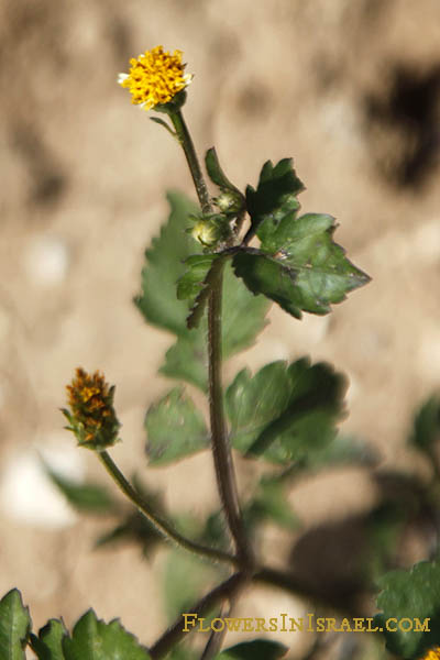 Israel wildflowers