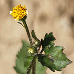 Galinsoga parviflora, Potato weed, Gallant-soldiers, Small flowered galinsoga, גלינסוגה קטנת-פרחים 