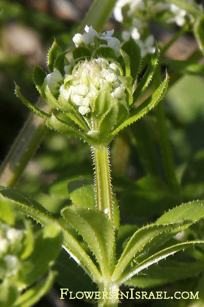 Flora of Israel online, Native plants, Palestine