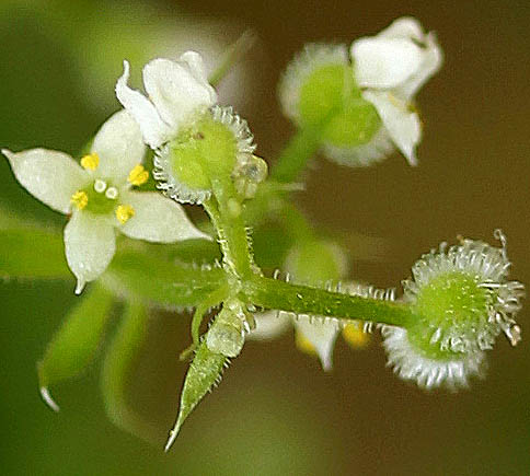 Galium aparine, Flora, Israel, wild flowers