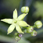 Galium philistaeum, Galium lasianthum, Galium philistaeum forma calvescens, דבקה פלשת, wild flowers