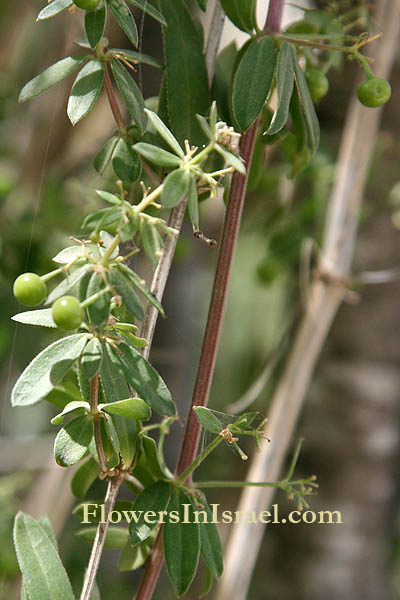 Galium pisiferum, Bedstraw, لصيقه ,דבקת האפונים 