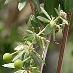 Galium pisiferum, Wildflowers, Israel, send flowers