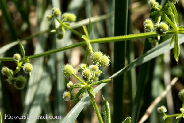 Israel, Nature, Wild flowers of Israel