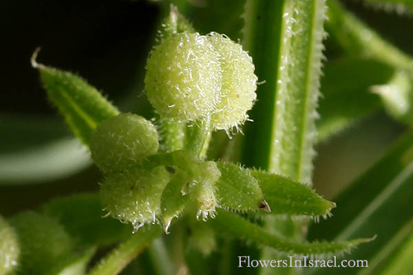 Galium setaceum, Bristle-like Bedstraw, لصيقه, דבקה דקיקה