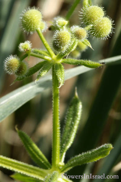 Galium setaceum, Bristle-like Bedstraw, لصيقه, דבקה דקיקה